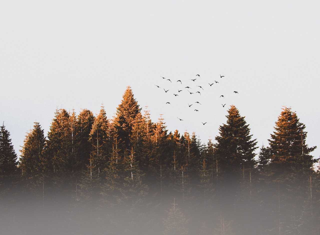 pexels-photo-917494
